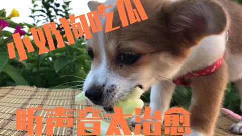娱乐吃瓜酱小狗吉祥