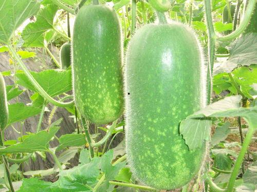 吃瓜娱乐图片高清无水印